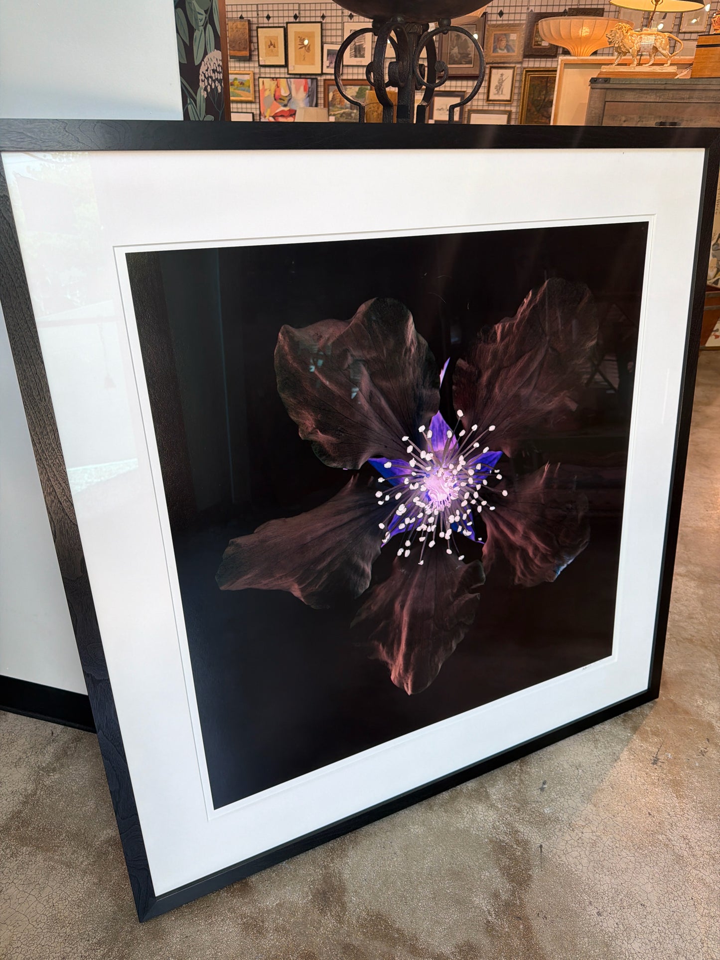 Matthew Fuller-2010 Flower Photograph 45 x 45 Black Frame