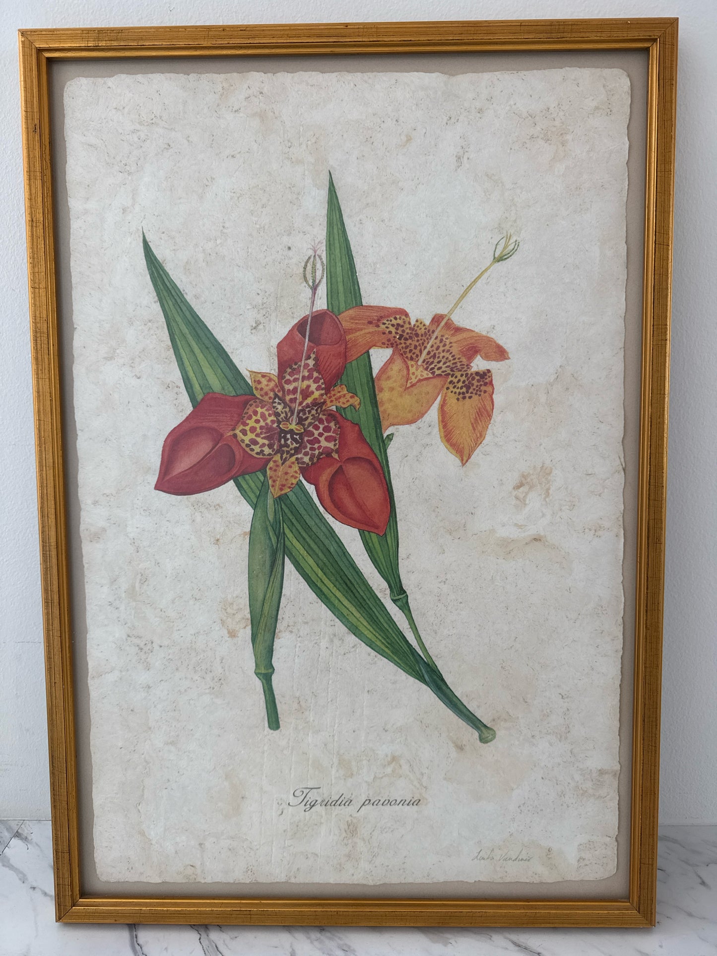 Original Watercolor "Tigridia Pavonia" on Handmade Paper by Linda Vandiver 18x26