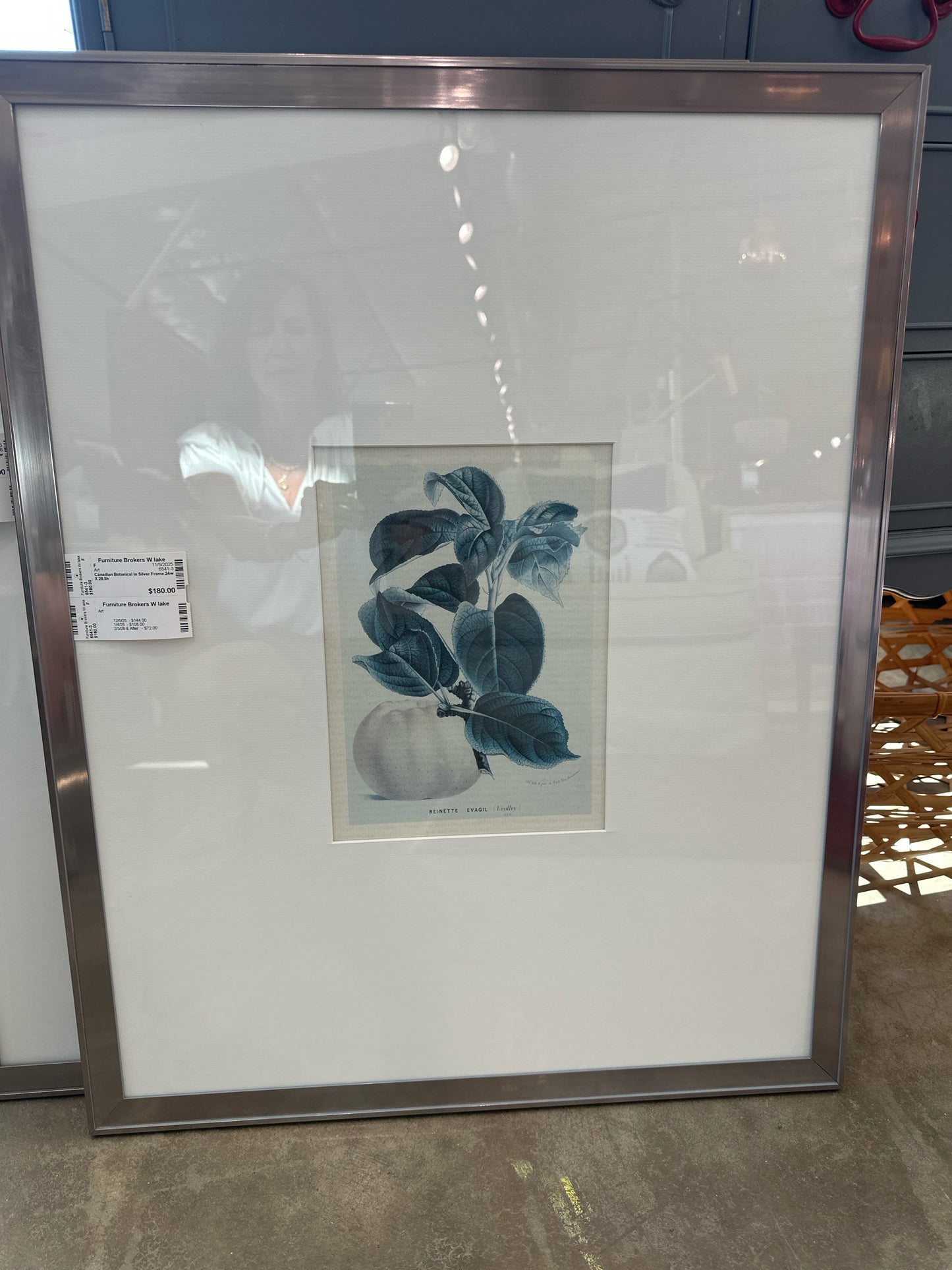 Canadian Botanical in Silver Frame 24w X 29.5h