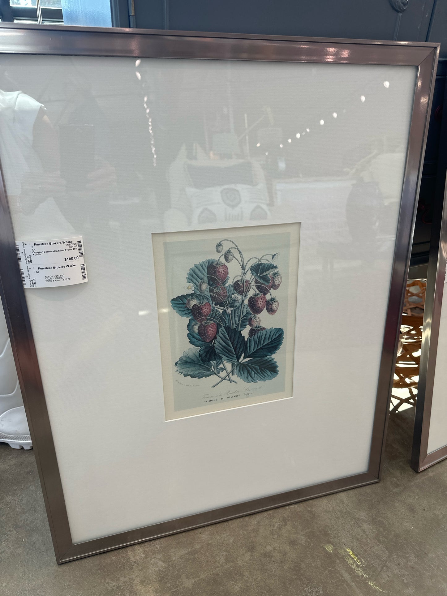 Canadian Botanical in Silver Frame 24w X 29.5h