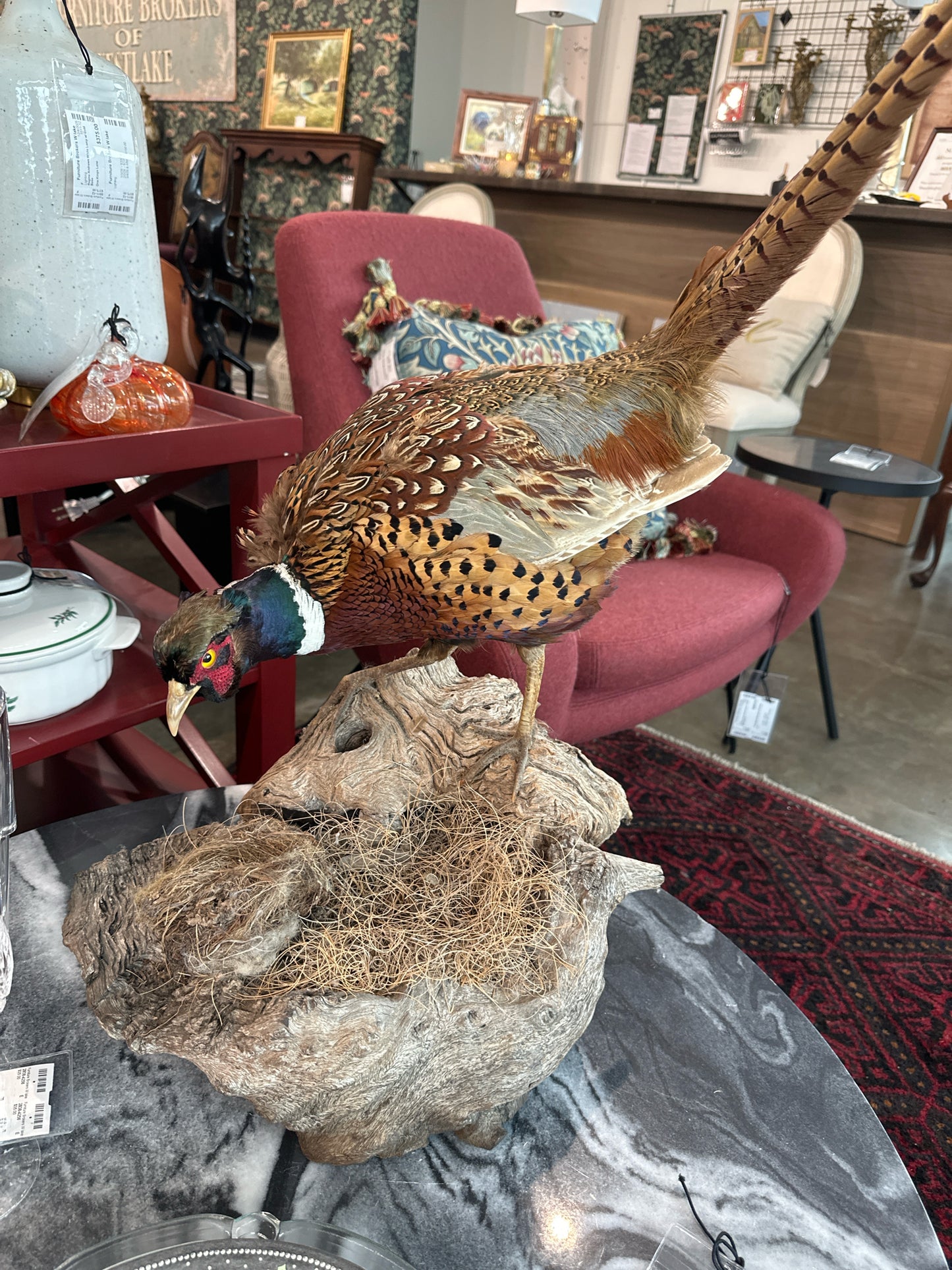 Taxidermy Ring-Necked Pheasat on Log