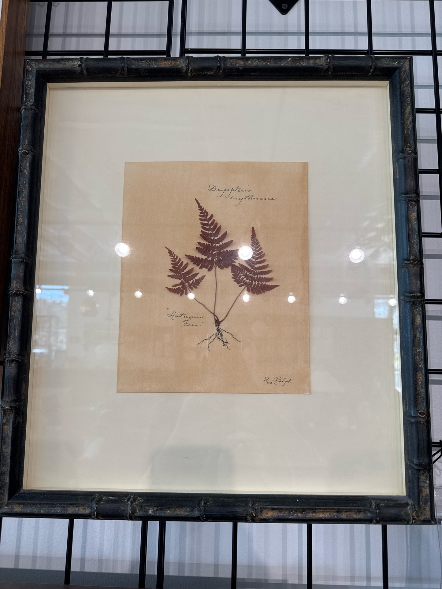 Framed Botanical - Shadow Box Medium Autumn Fern