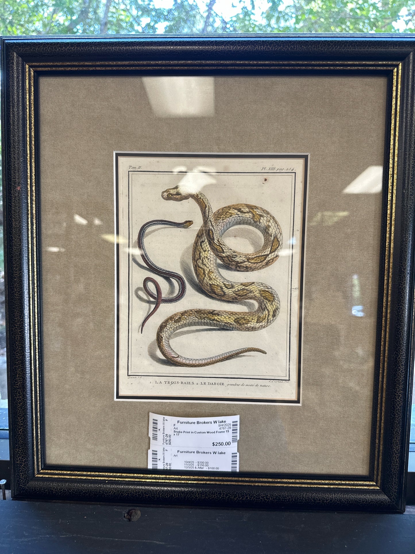 Snake Print in Custom Wood Frame 15 x 17