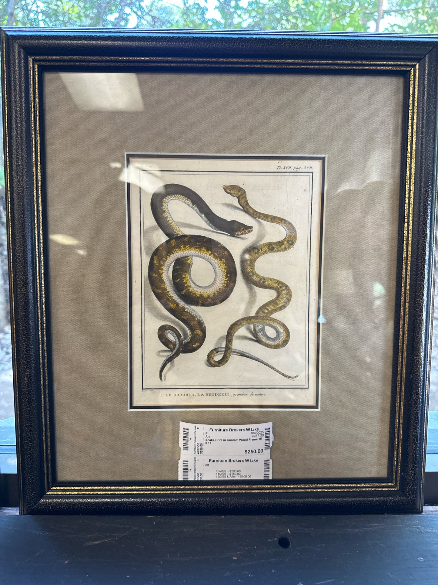 Snake Print in Custom Wood Frame 15 x 17