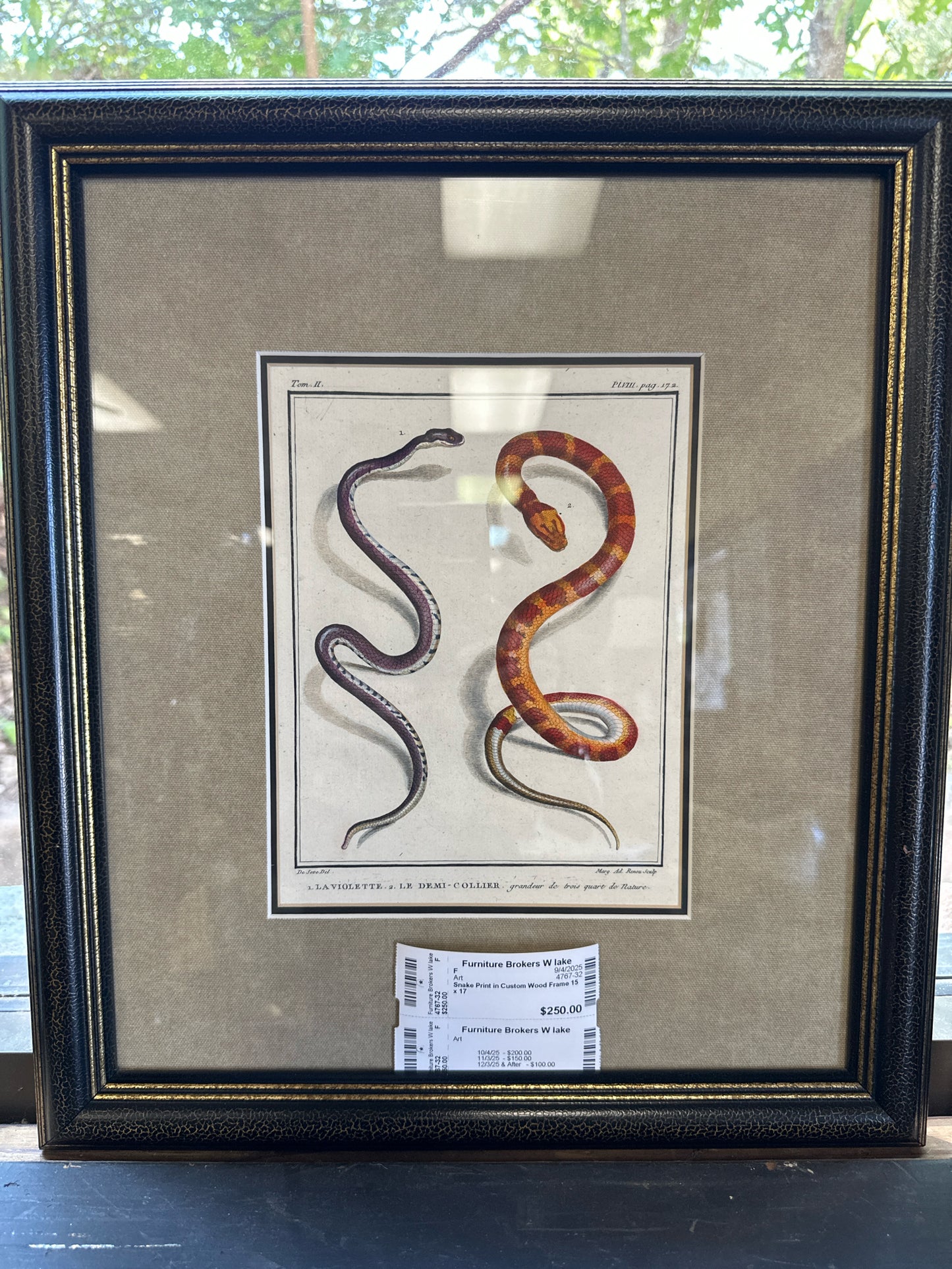 Snake Print in Custom Wood Frame 15 x 17
