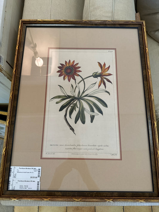 Botanical in Gold Frame 16 x 21