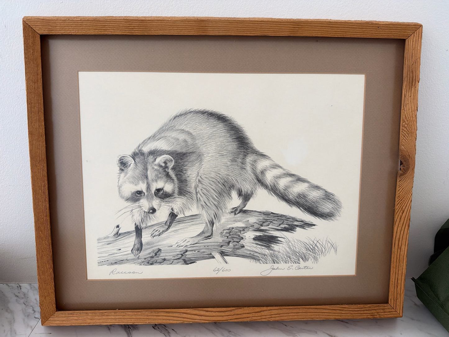 Racoon by John E. Carter in Natural Wood Frame 22 X 17
