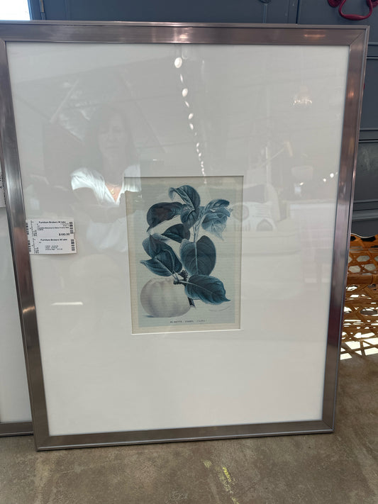 Canadian Botanical in Silver Frame 24w X 29.5h