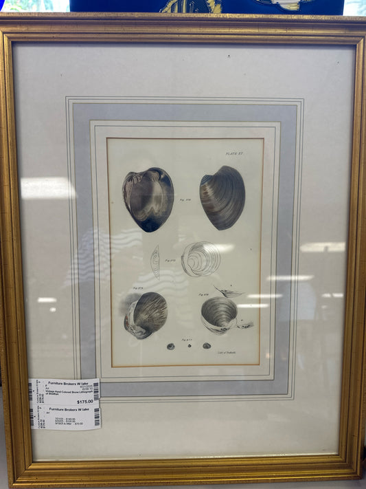 Vintage Hand Colored Stone Lithograph of Shellfish