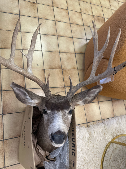 12 Point Deer Head
