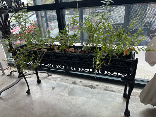 Wrought Iron Rectangle Black Planter w/ Plants