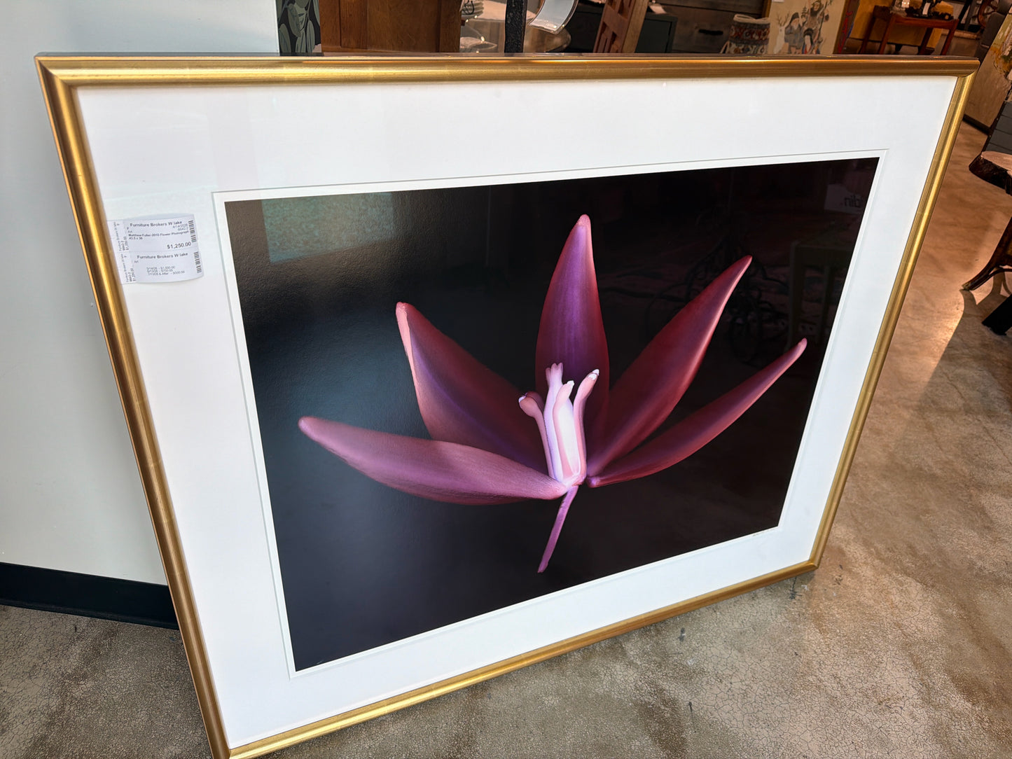 Matthew Fuller-2010 Flower Photograph 43.5 x 36