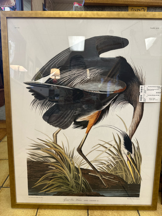 Audabon Great Blue Heron Print in Gold Frame 23 x 29