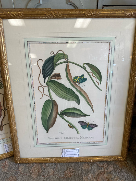 Botanical Print in Gold Frame 21 x 26