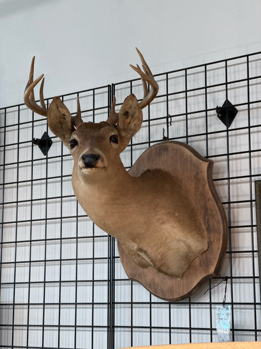 10-Point Deer Shoulder Mount