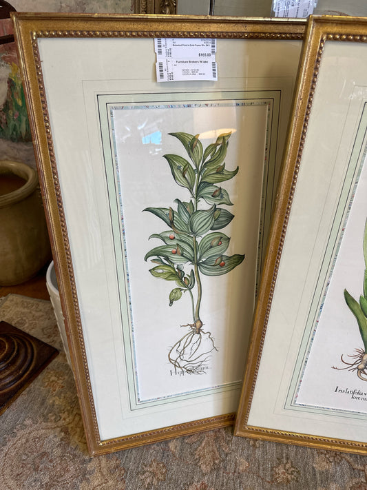 Botanical Print in Gold Frame 18 x 29.5