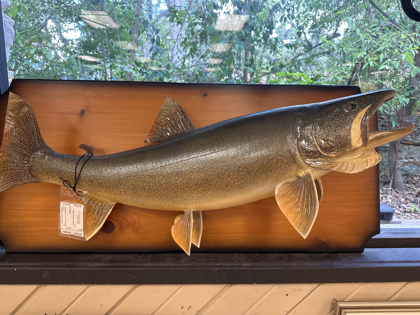 Fish Taxidermy on Wood Wall Plaque