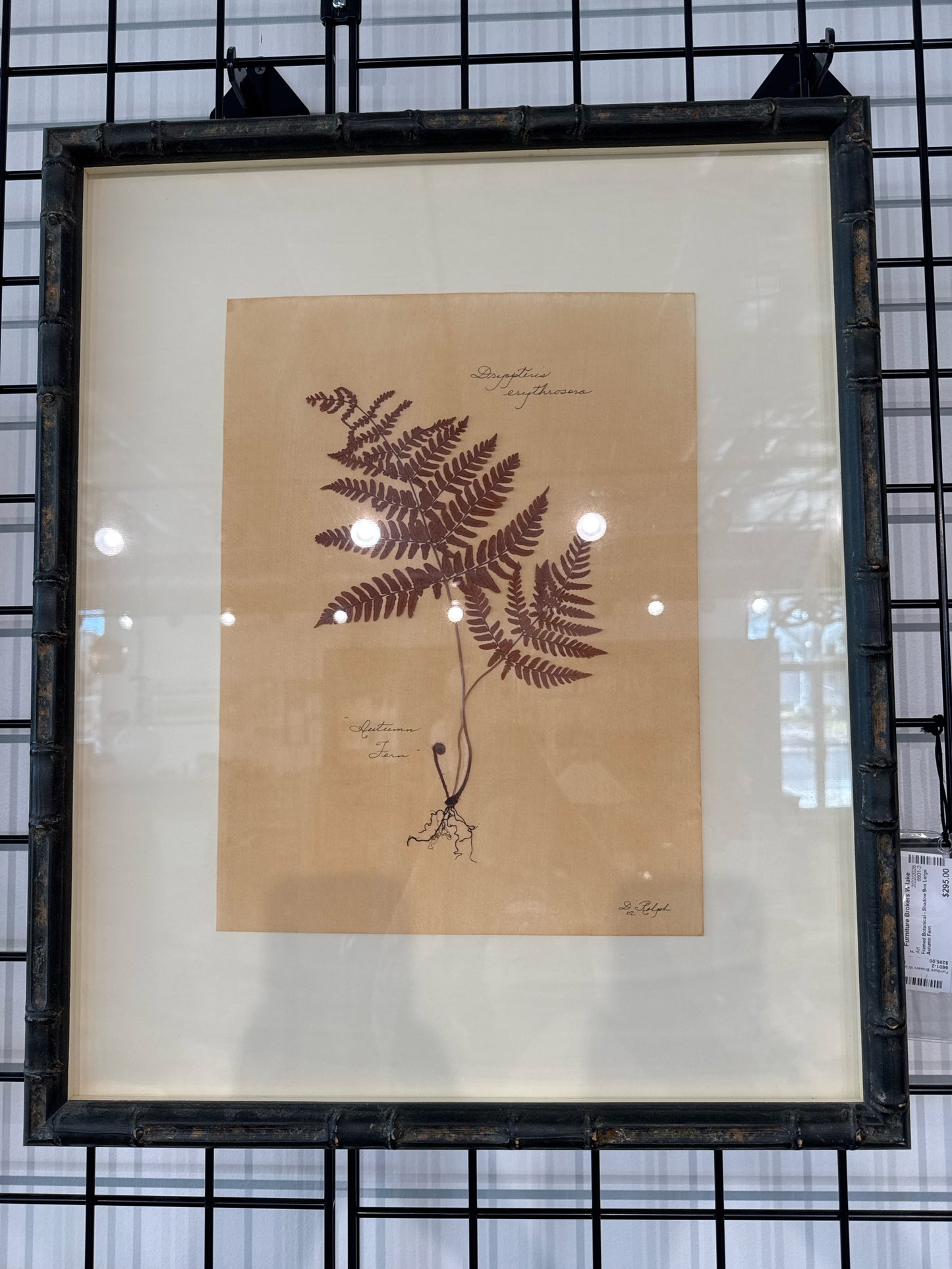 Framed Botanical - Shadow Box Large Autumn Fern