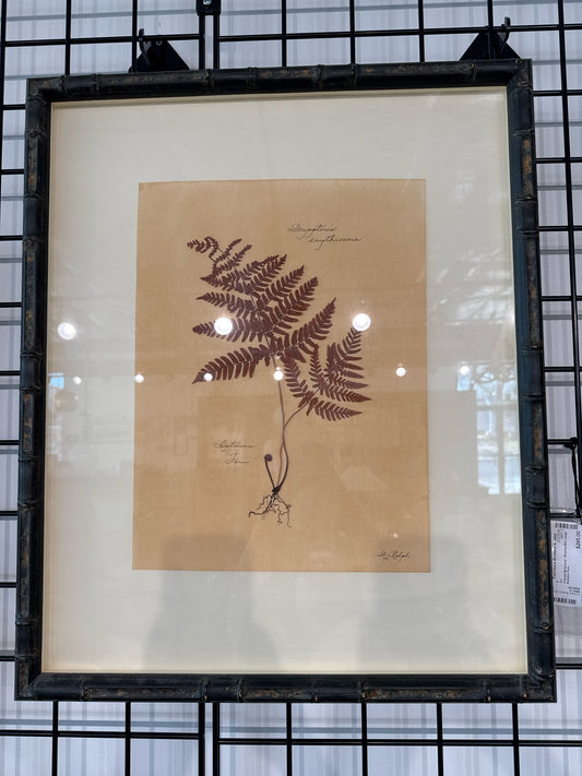 Framed Botanical - Shadow Box Large Autumn Fern