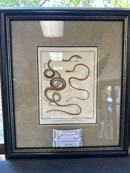 Snake Print in Custom Wood Frame 15 x 17