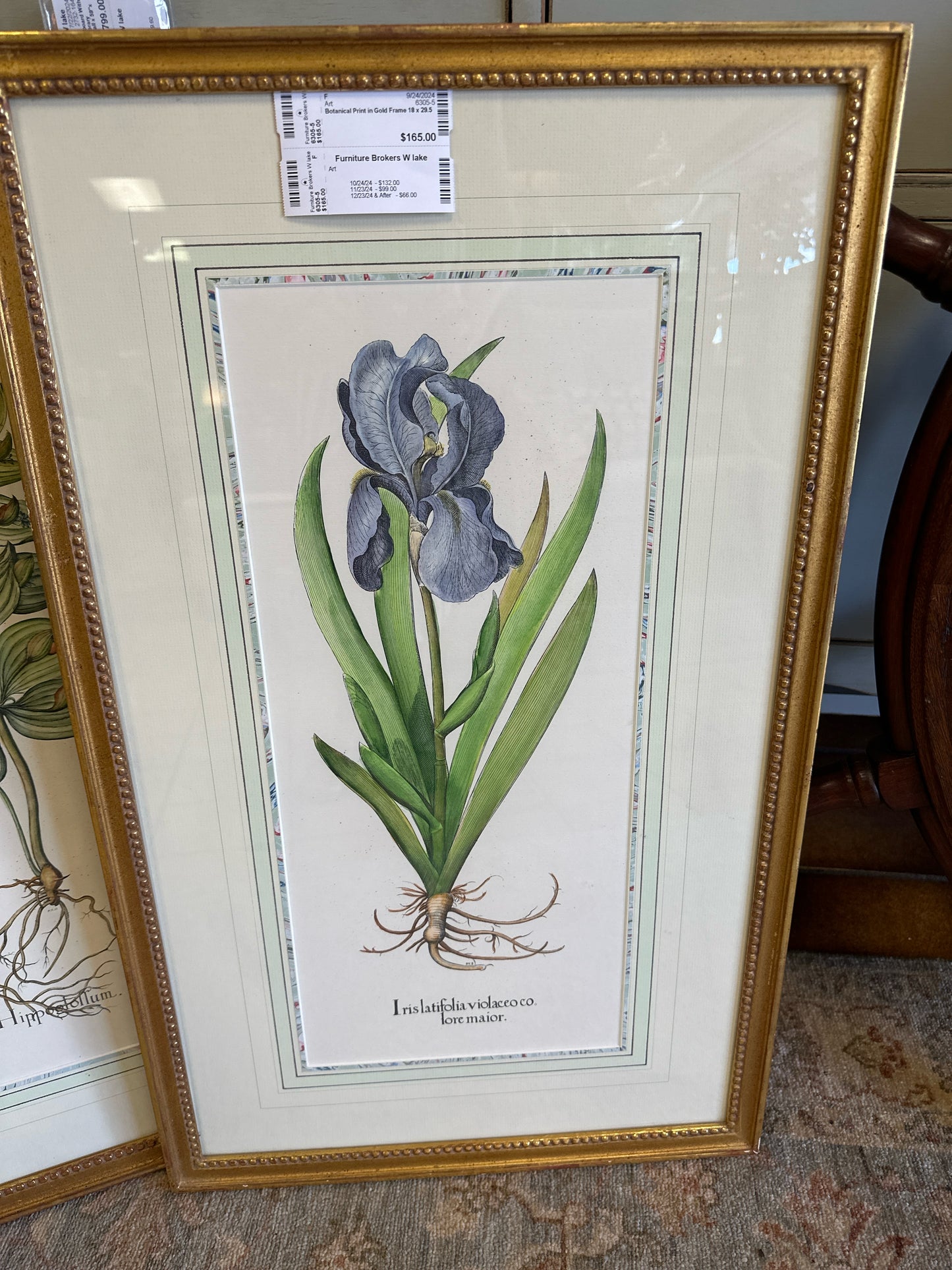 Botanical Print in Gold Frame 18 x 29.5