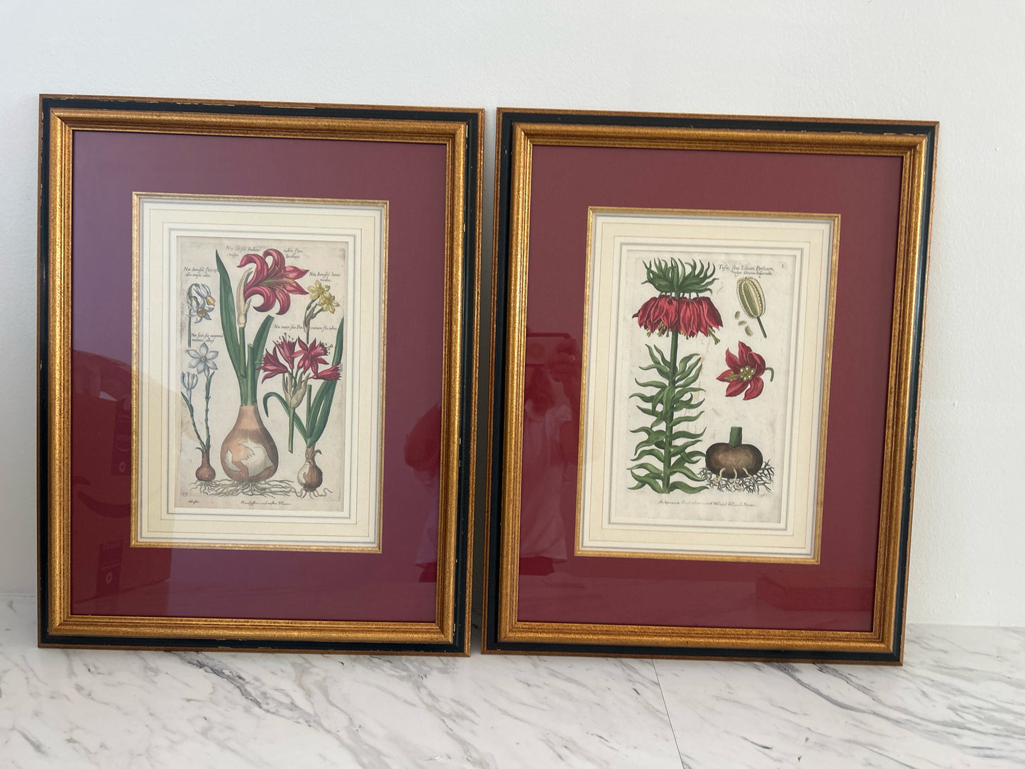 PAIR Antique Bulb Botanical Prints w/ Red Mats & Gold/Black Frame 18 x 23