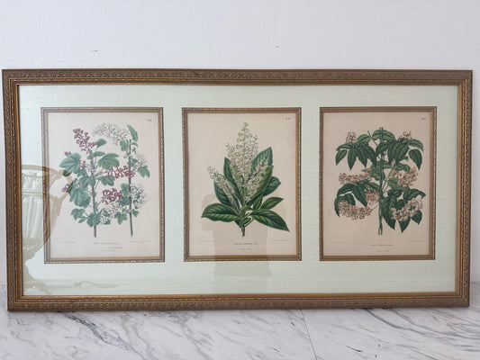 Original Botanical Print in Gold Frame (39x20)