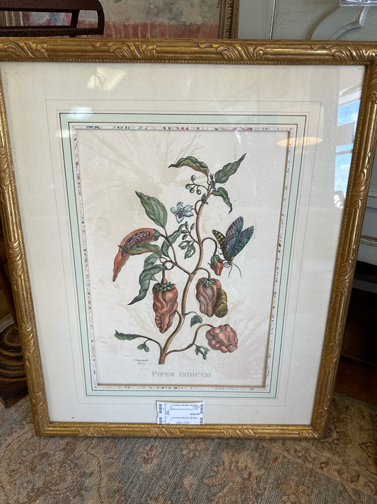 Botanical Print in Gold Frame 21 x 26