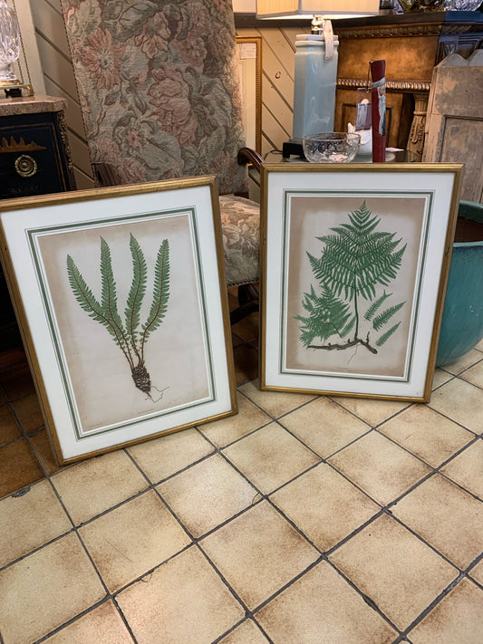 PAIR - Print Botanical in Gold Frame 21x28