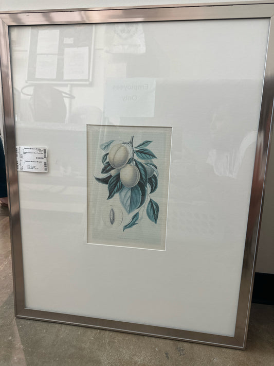 Canadian Botanical in Silver Frame 24w X 29.5h